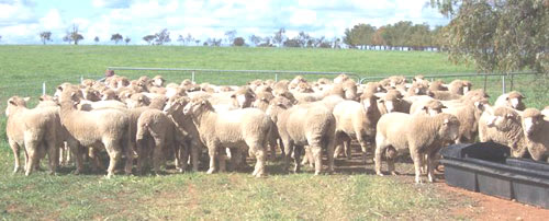 bond sheep stud peter and marita