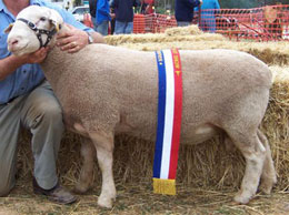 highlight almondvale white suffolk and bond sheep stud