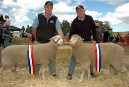 peter and paul almondavale highlight whitesuffolk and bond sheep stud